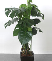 移転祝い 観葉植物