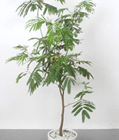 移転祝い 観葉植物