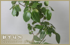 両国 観葉植物