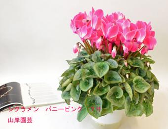 [生花]最高級品　シクラメン　6寸　山岸園芸など　30%OFF